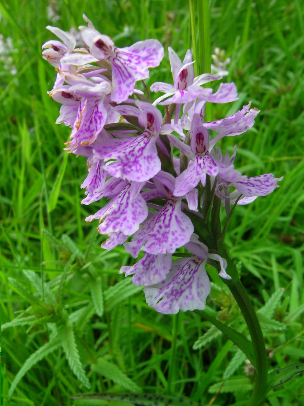 Orchid Count Results 2023 – Windmill Hill